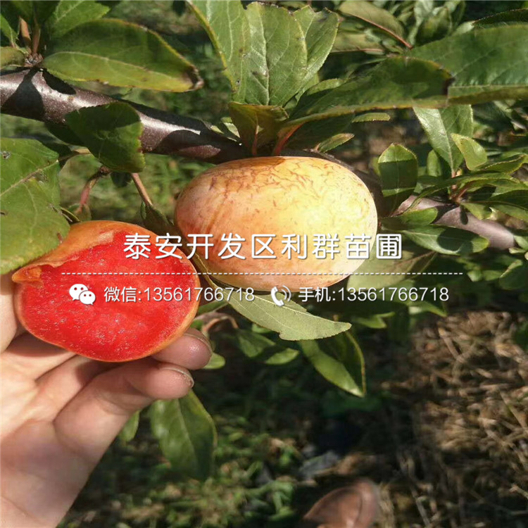 新品种红星梨树苗基地