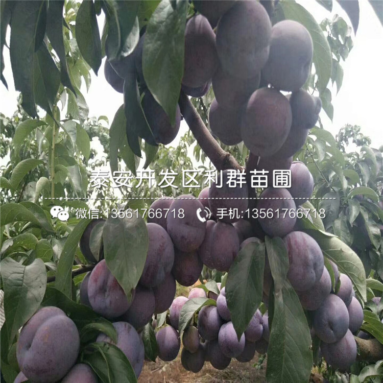 金冠蘋果樹苗、金冠蘋果樹苗批發(fā)價格多少
