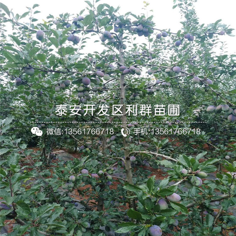 嫁接板栗樹苗、2019年嫁接板栗樹苗報價