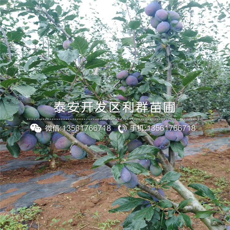 9公分板栗苗報(bào)價(jià)、9公分板栗苗價(jià)格是多少