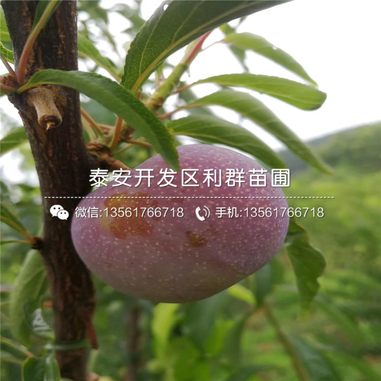 藍(lán)港藍(lán)莓苗報(bào)價(jià)、2019年藍(lán)港藍(lán)莓苗多少錢(qián)一棵