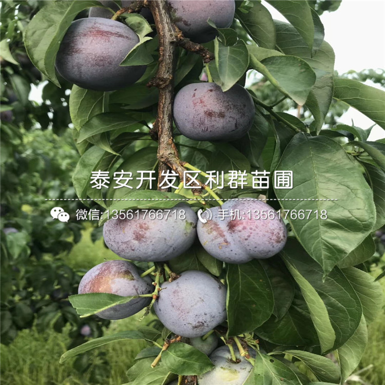 2019年批發(fā)梨苗價(jià)格、批發(fā)梨苗批發(fā)價(jià)格
