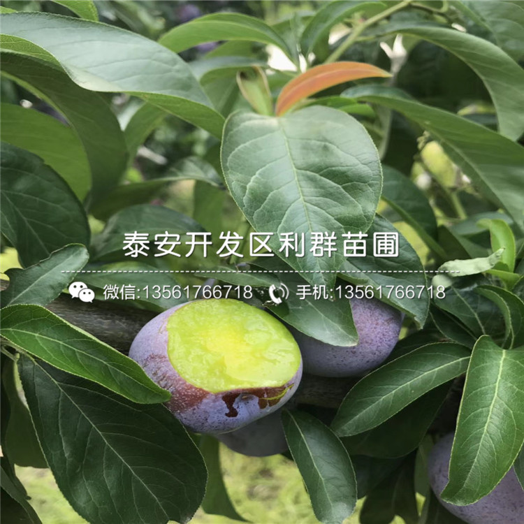 山東紅肉李子苗多少錢一棵、山東紅肉李子苗批發(fā)