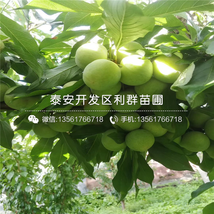 實生梨樹苗出售價格、2019年實生梨樹苗報價