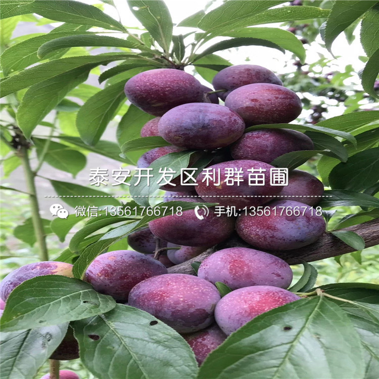 山東玉露香梨苗、山東玉露香梨苗報(bào)價(jià)