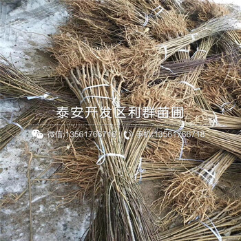 山東紅芽香椿苗出售、山東紅芽香椿苗多少錢一棵