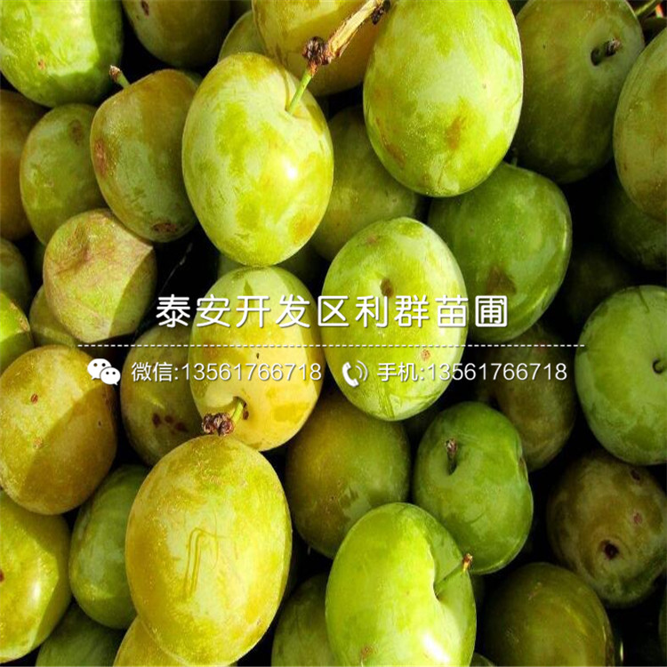 鳳凰李子樹苗報(bào)價(jià)、鳳凰李子樹苗價(jià)格多少