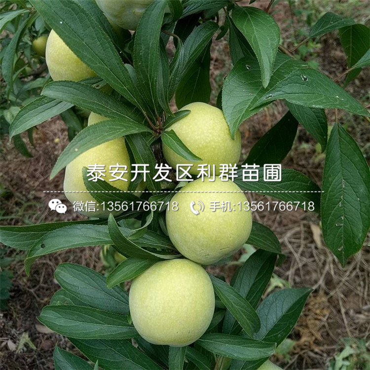 2019年出售梨樹(shù)苗價(jià)格、出售梨樹(shù)苗出售