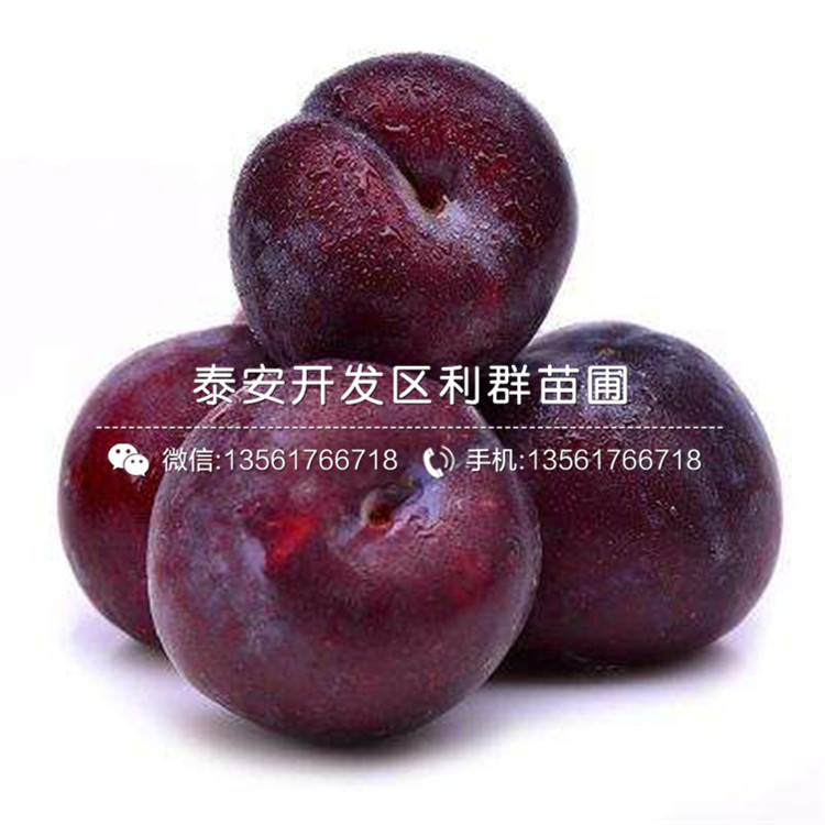 泰安藍莓苗多少錢一棵、泰安藍莓苗批發(fā)價格