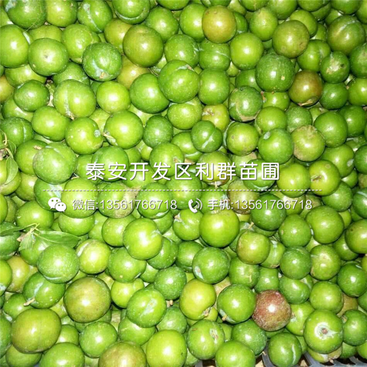 出售李子樹苗基地批發(fā)