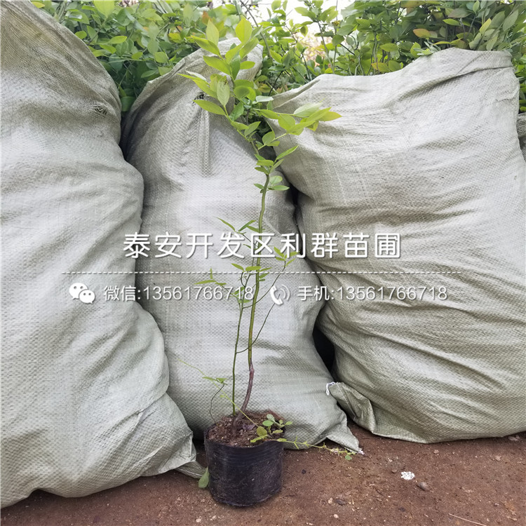 哪里有出售萊西板栗樹苗