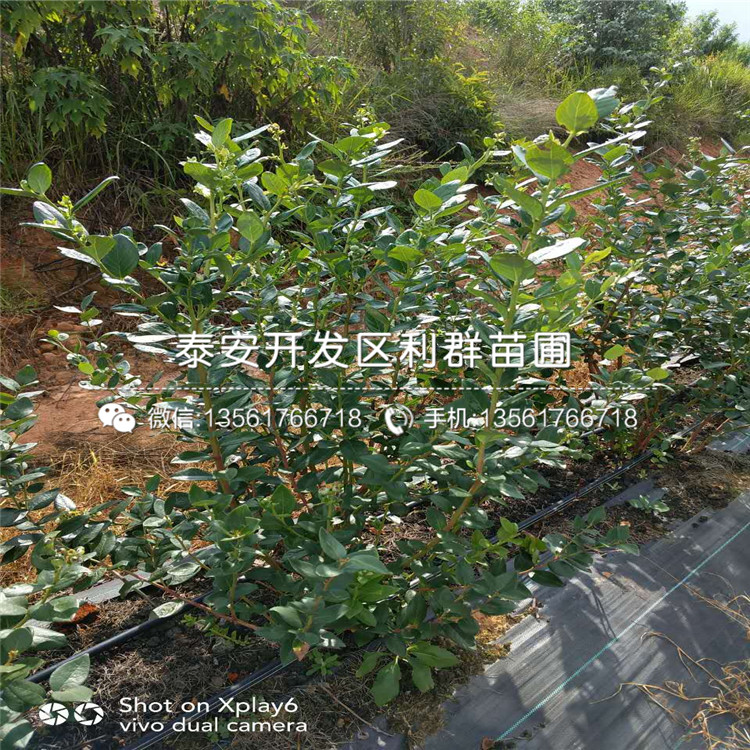 盆栽藍(lán)莓苗價(jià)錢是多少