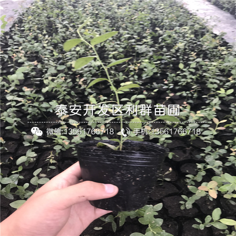 山東大棚紅芽香椿苗報(bào)價(jià)、山東大棚紅芽香椿苗多少錢一棵