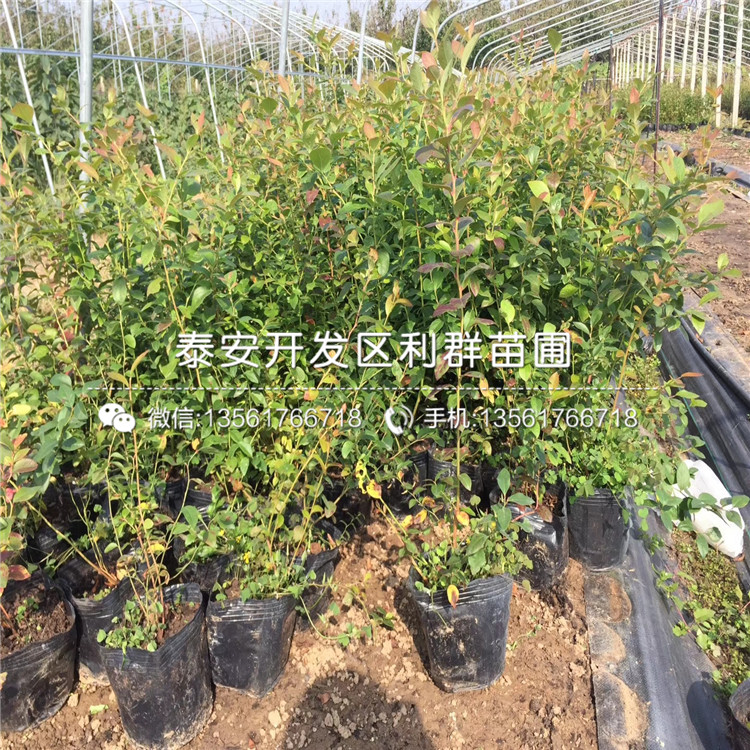 早熟藍(lán)莓樹苗品種、早熟藍(lán)莓樹苗多少錢一棵