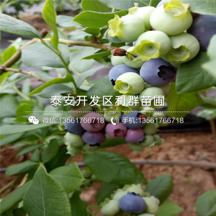 秋月梨樹苗多少錢一棵、2019年秋月梨樹苗多少錢