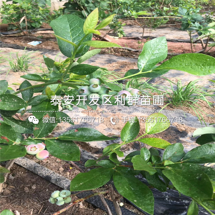 1公分板栗苗出售、2019年1公分板栗苗價格