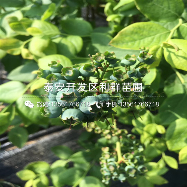 山東10公分香椿樹苗品種、山東10公分香椿樹苗價格是多少