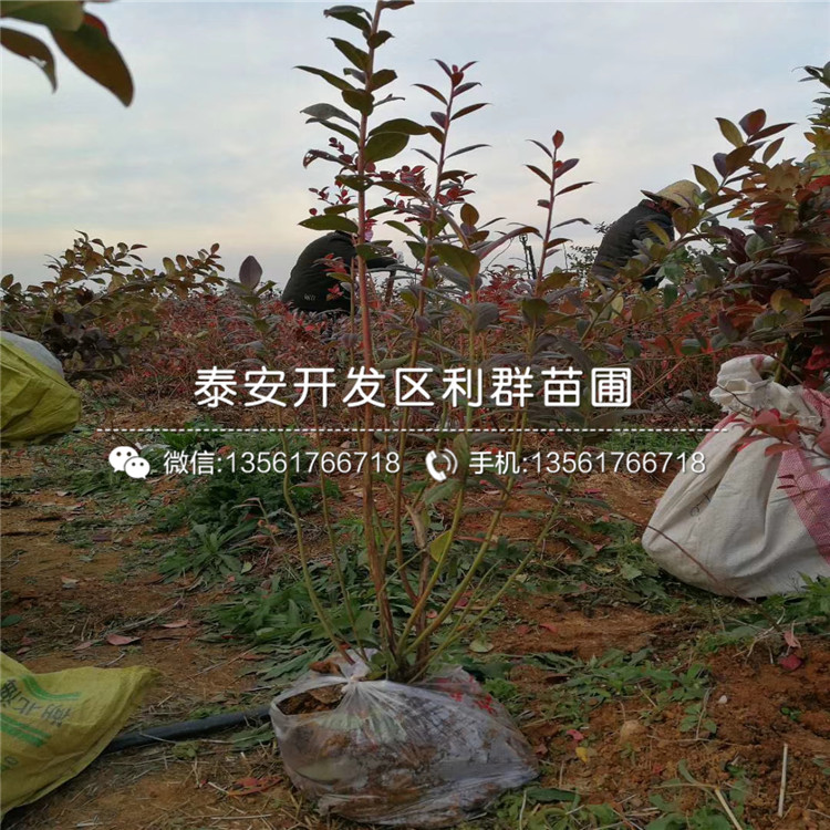 新品種齊佩瓦藍(lán)莓苗、齊佩瓦藍(lán)莓苗多少錢一棵