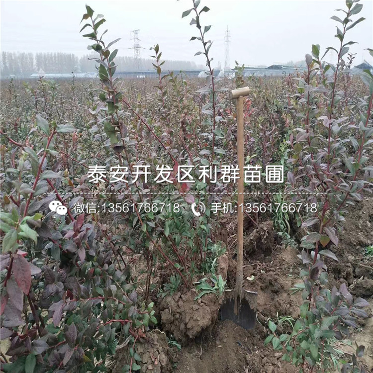 藍(lán)港藍(lán)莓苗報(bào)價(jià)、2019年藍(lán)港藍(lán)莓苗多少錢(qián)一棵