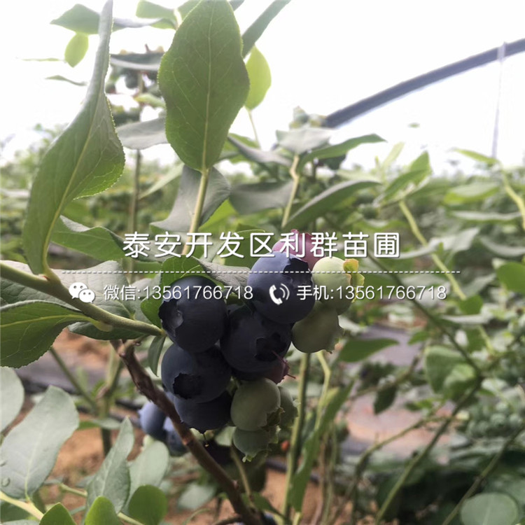 杰兔藍(lán)莓樹苗、杰兔藍(lán)莓樹苗出售價(jià)格多少
