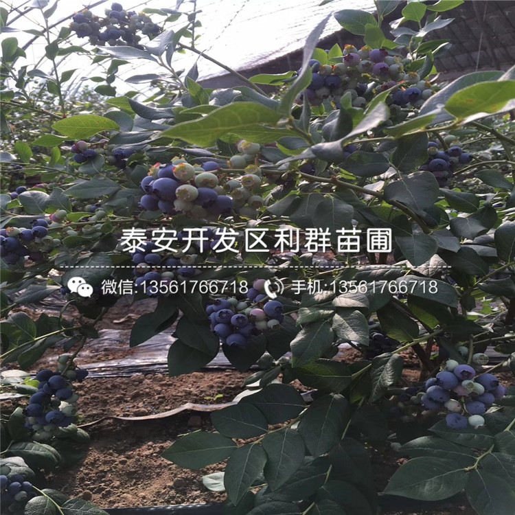 山東0.5公分花椒樹苗品種、山東0.5公分花椒樹苗價格多少