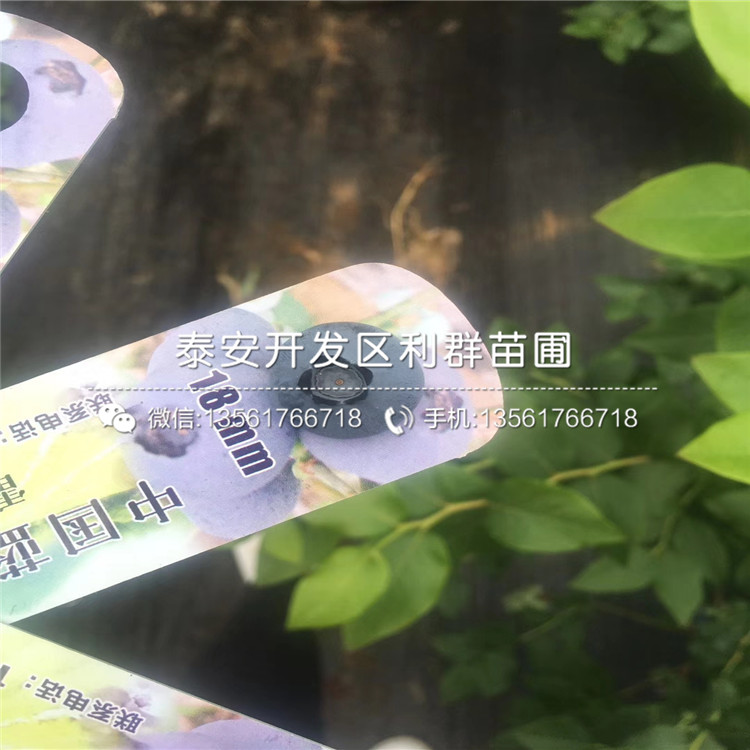 黑琥珀李子苗批發(fā)、黑琥珀李子苗出售基地
