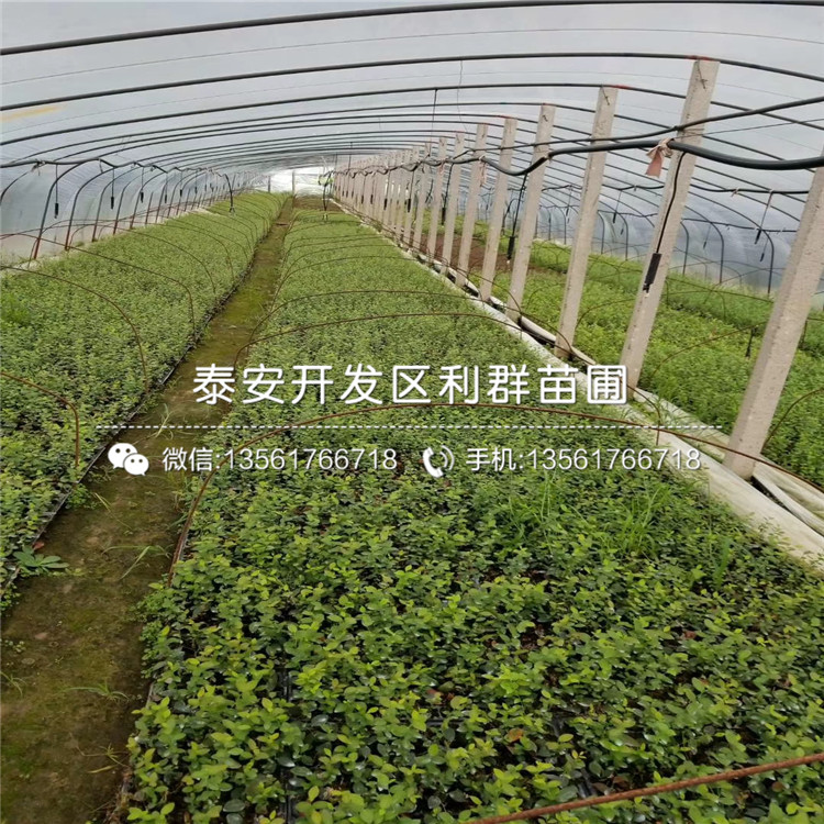藍美人藍莓樹苗新品種、2019年藍美人藍莓樹苗價格
