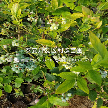 艾文蓝蓝莓树苗、艾文蓝蓝莓树苗批发基地