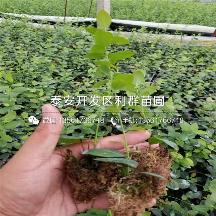 哪里有自根砧蘋果苗賣、2019年自根砧蘋果苗價(jià)格