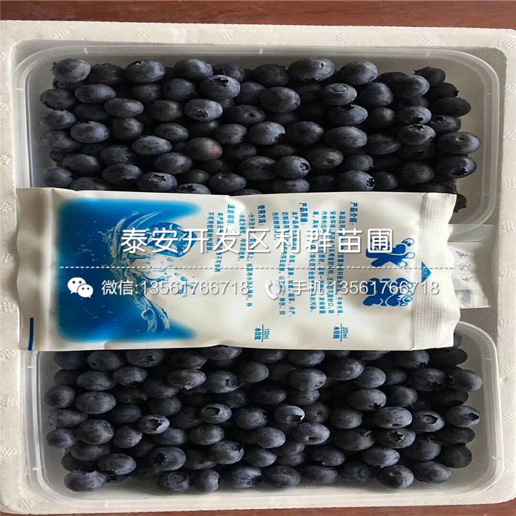 脫毒藍(lán)莓苗新品種、脫毒藍(lán)莓苗價(jià)格是多少