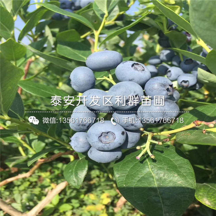 8公分梨苗出售、2019年8公分梨苗出售