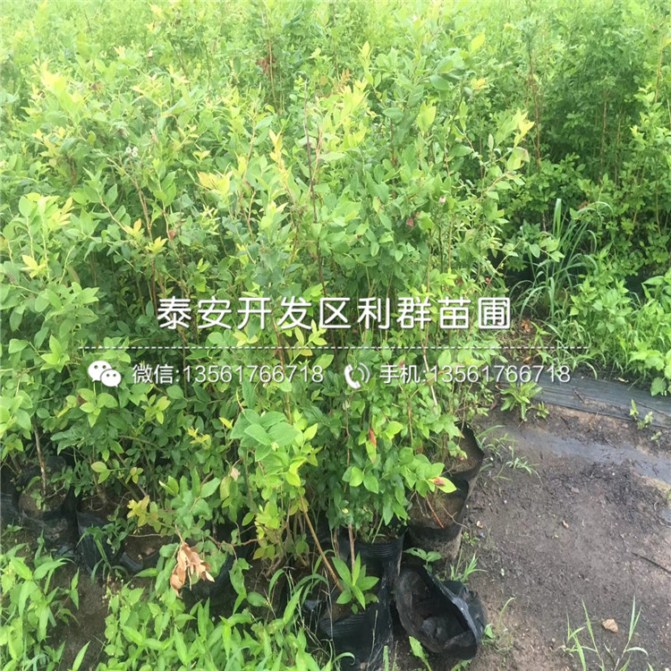 無核火晶柿子苗多少錢一棵、2019年無核火晶柿子苗價格
