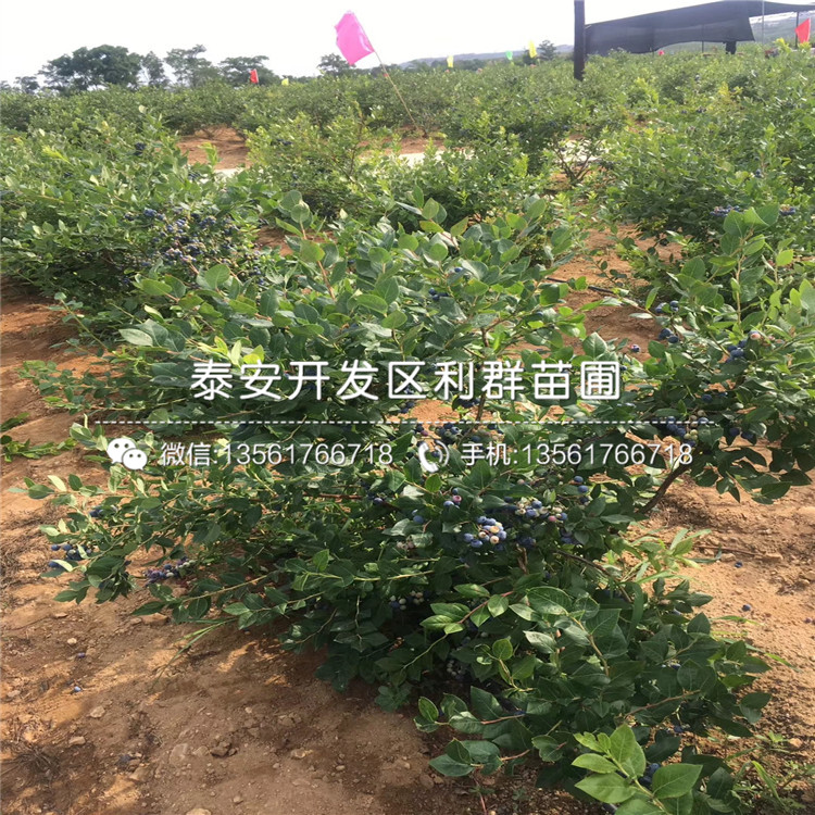 瑪斯義陶芬無花果樹苗新品種