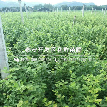女皇女神李子樹苗多少錢一棵、女皇女神李子樹苗價格
