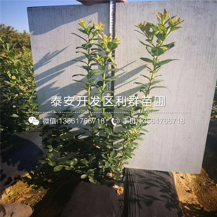 10公分蘋果樹苗批發(fā)價格是多少