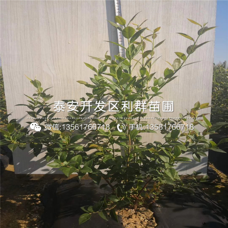 出售李子樹苗基地批發(fā)