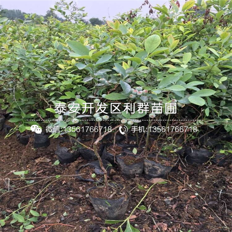 山東喜來藍(lán)莓樹苗出售價(jià)格多少
