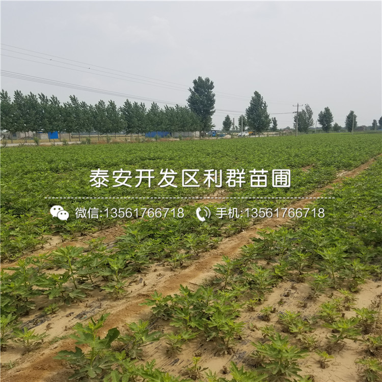 黑霸李子樹苗一株多少錢