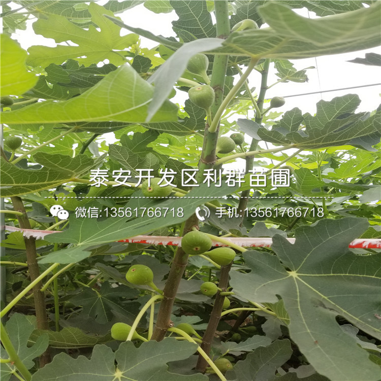 五月脆李子苗、2019年五月脆李子苗批發(fā)