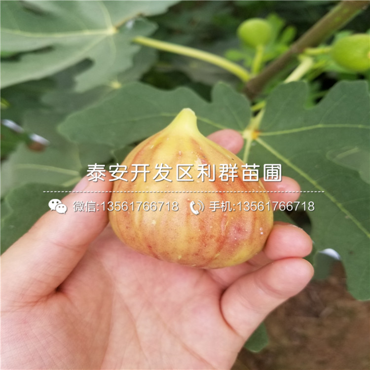 北高丛蓝莓苗2019年价格