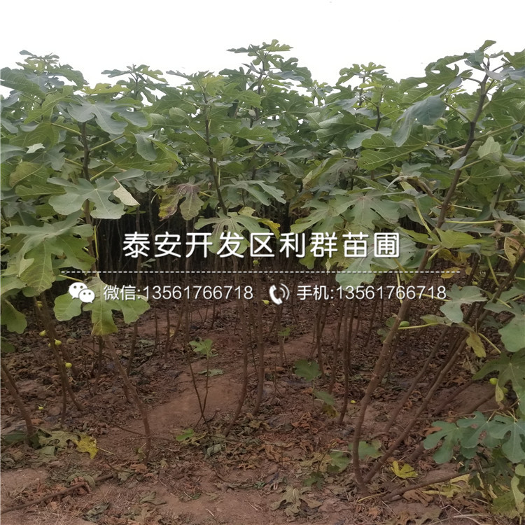 哪里有山東藍(lán)莓樹苗出售、山東藍(lán)莓樹苗價(jià)格多少