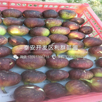 煙富0號蘋果樹苗市場價格、煙富0號蘋果樹苗多少錢一棵