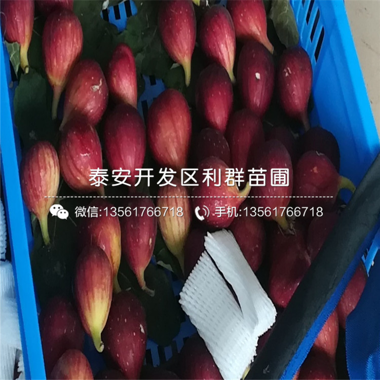 山東新品種無花果樹苗出售價格是多少