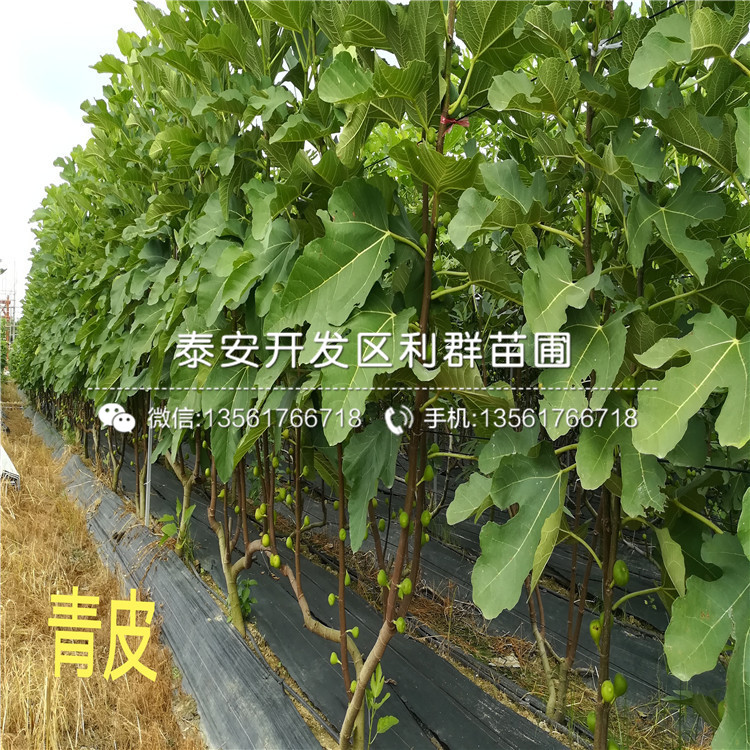 早紅李子樹苗、早紅李子樹苗基地