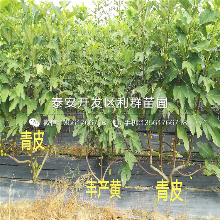 出售李子樹苗基地批發(fā)