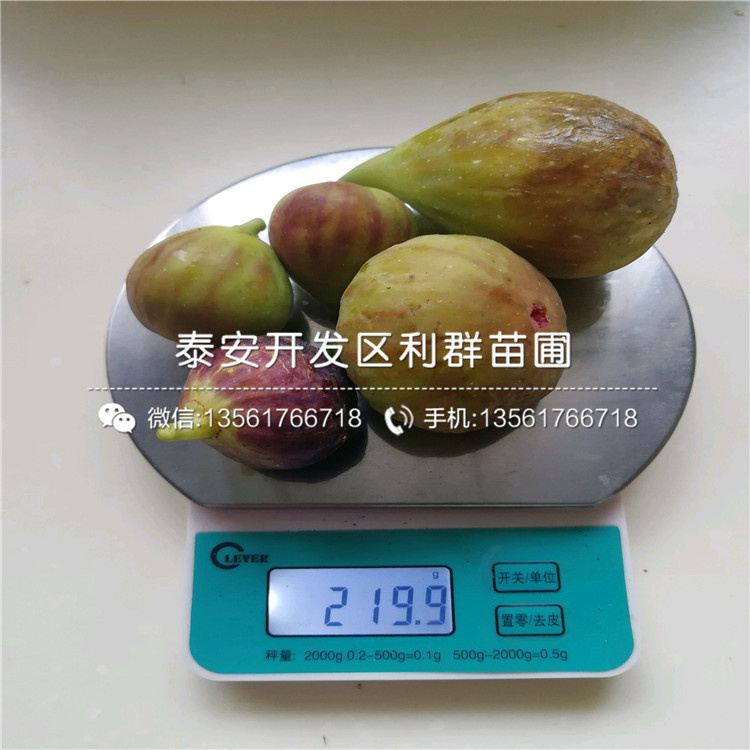 山東新品種無花果樹苗出售價格是多少