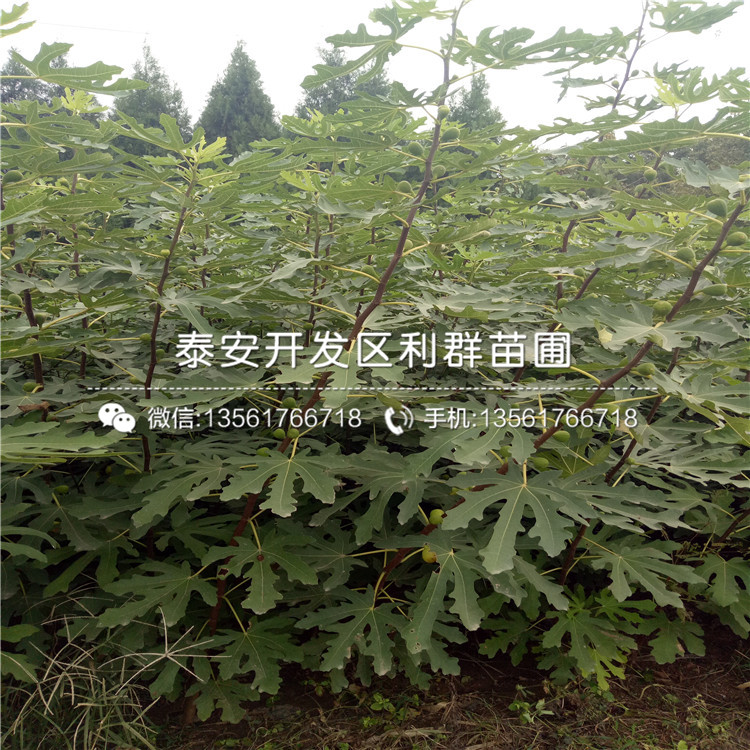 山東7公分李子苗出售