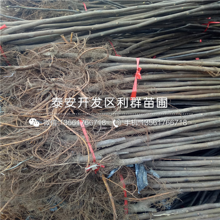 秋月梨樹苗多少錢一棵、2019年秋月梨樹苗多少錢