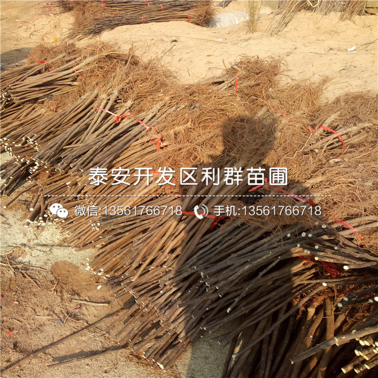 山東2019年板栗樹苗批發(fā)價(jià)格、山東2019年板栗樹苗批發(fā)基地