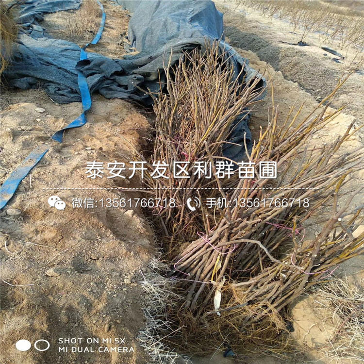 藍莓苗品種簡介、藍莓苗多少錢一棵